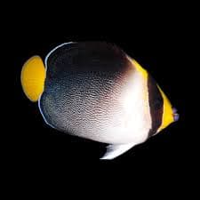 Sigapore Angelfish