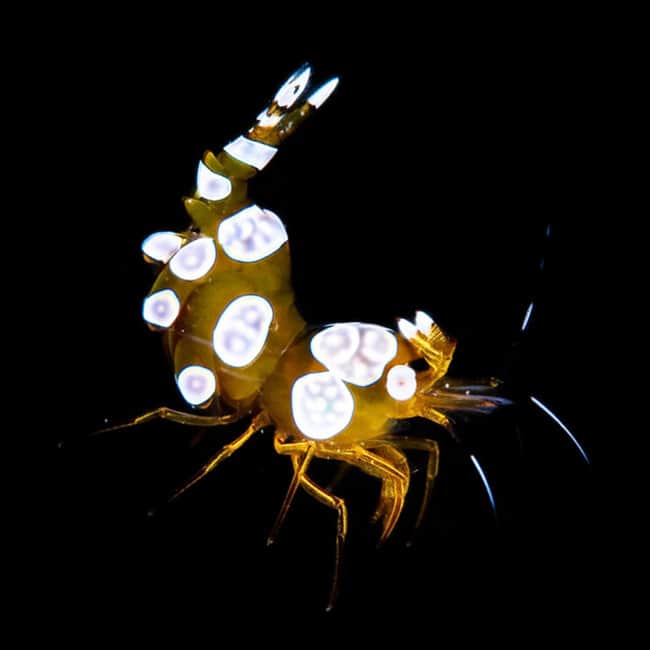 Sexy Shrimp