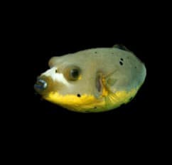 Yellowbelly Dogface Puffer