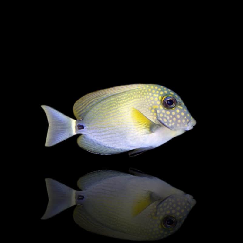 White Freckled Tang