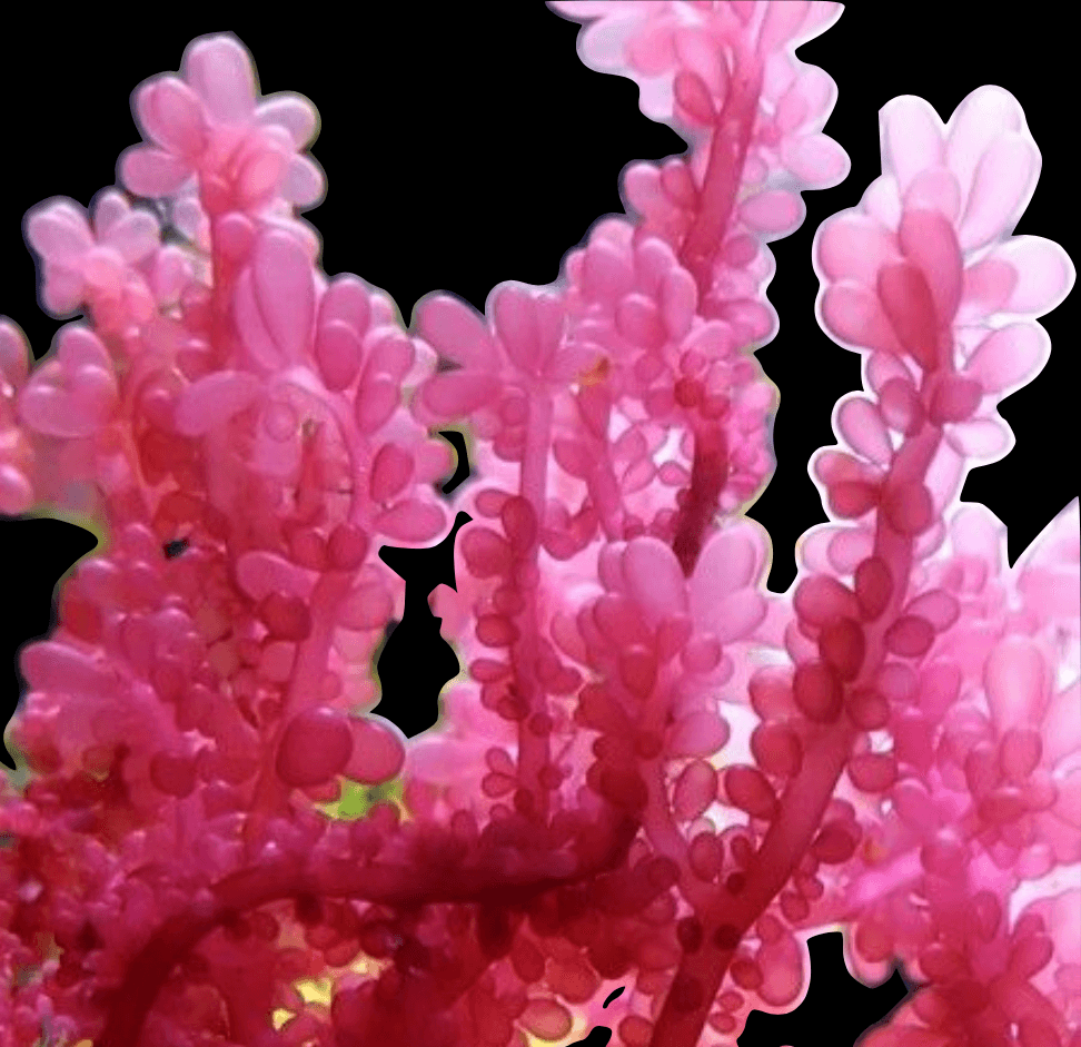 Red Grape Caulerpa (Clipping)