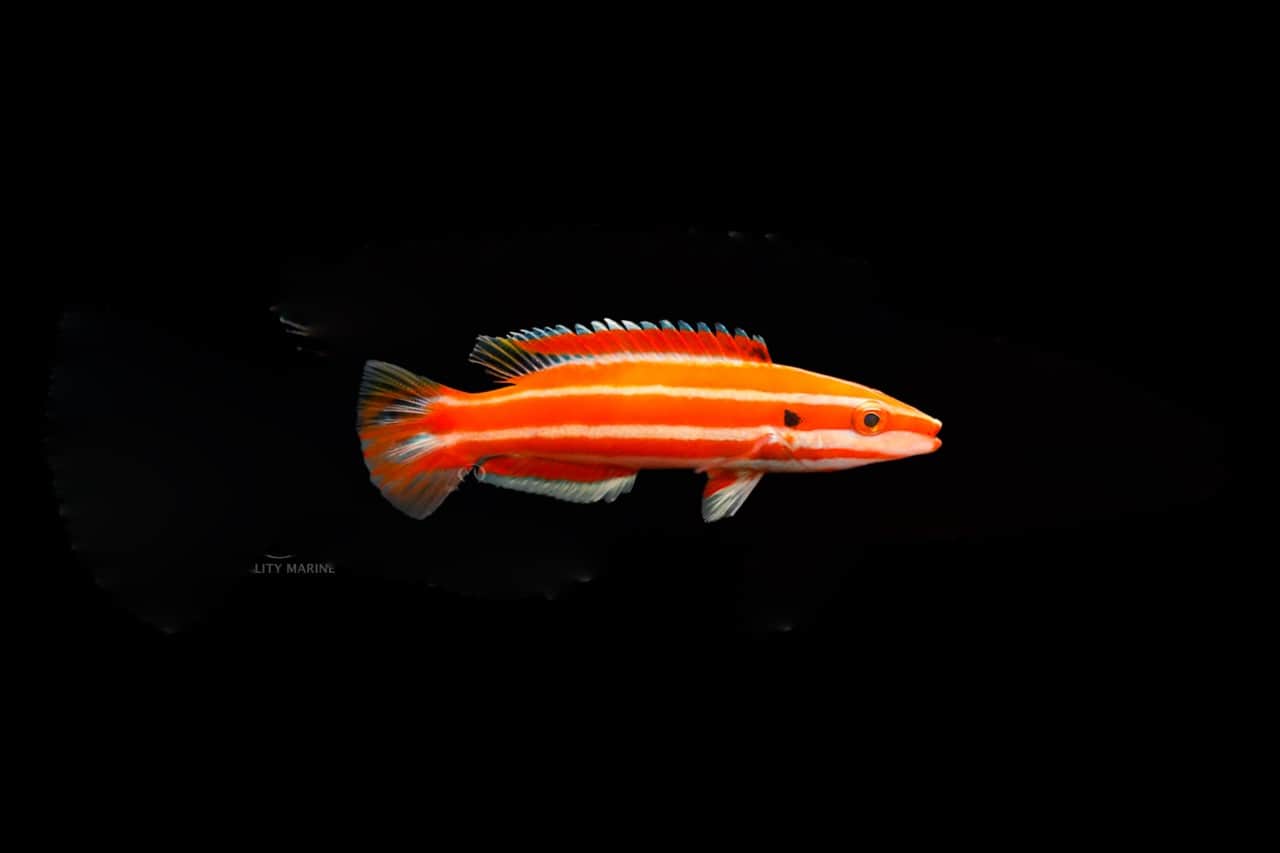 Candy Cane Hogfish