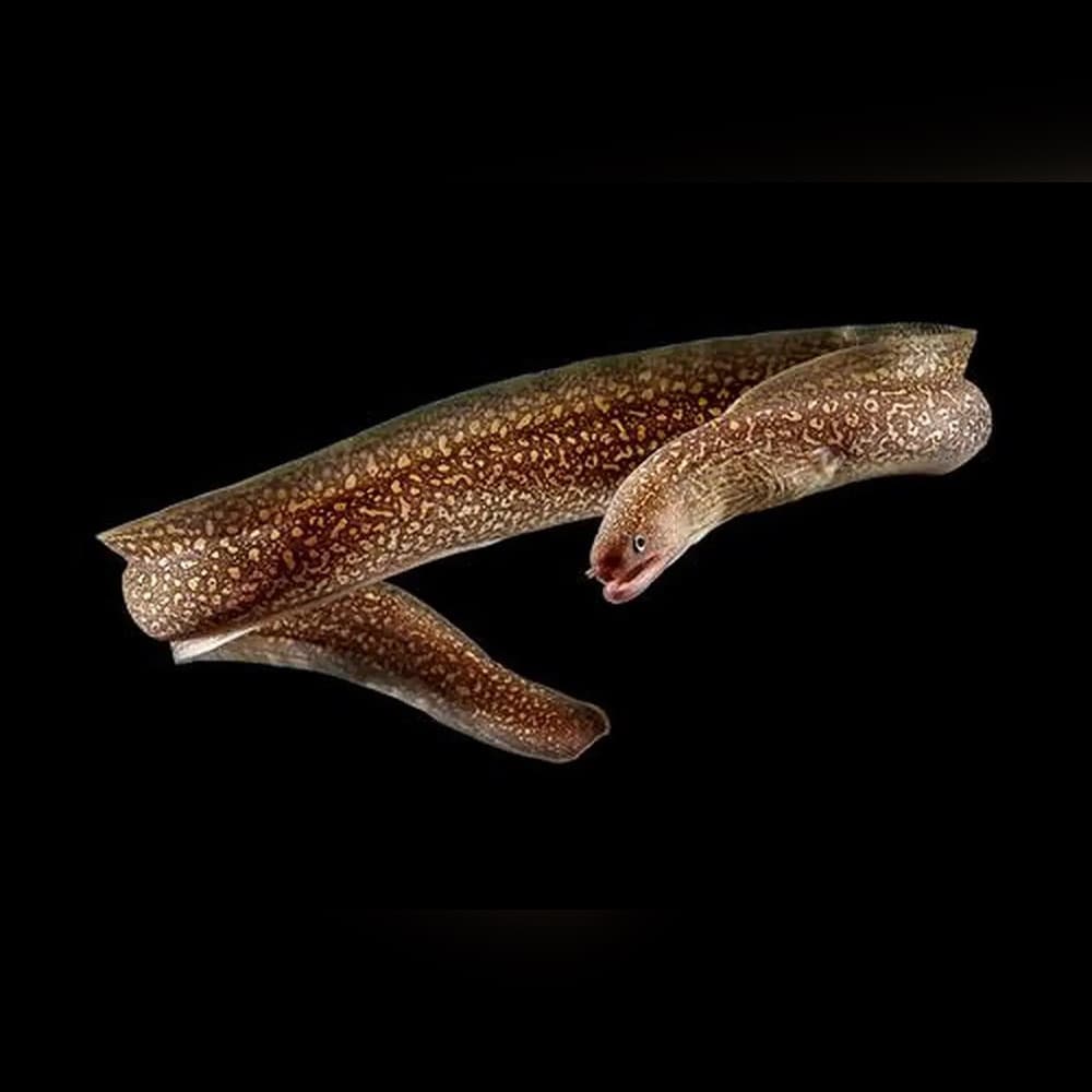 Indian Mud Moray Eel