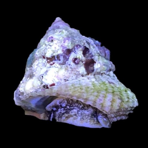 Astrea Snail