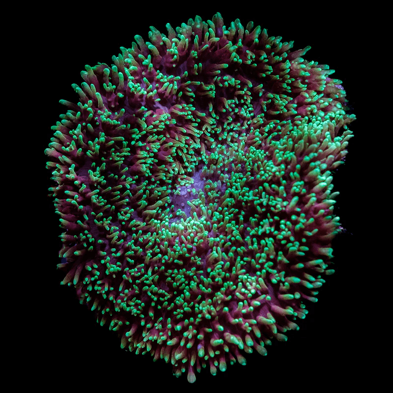 Hairy Green Mushroom (Per head)