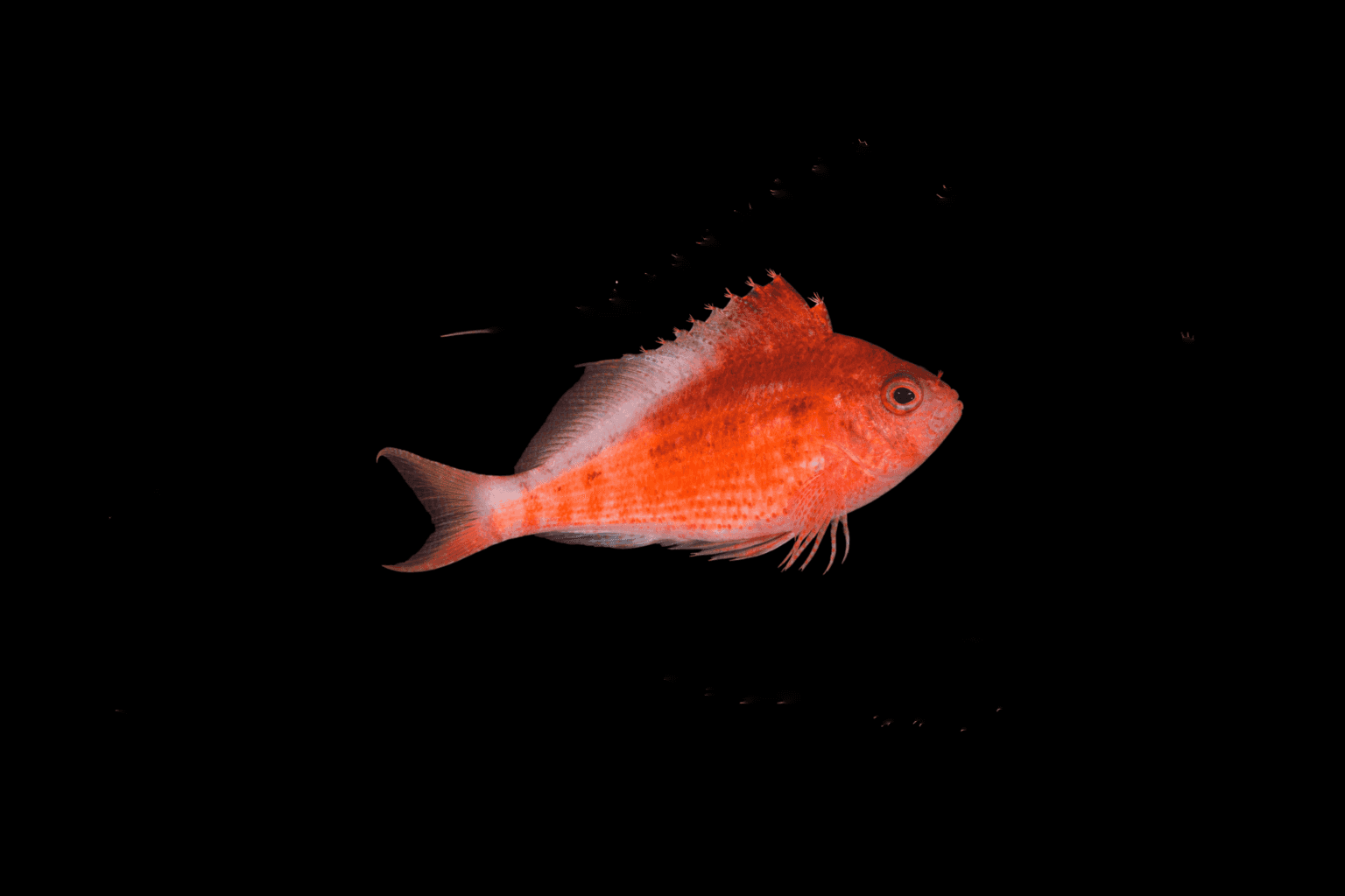 Soaring Hawkfish