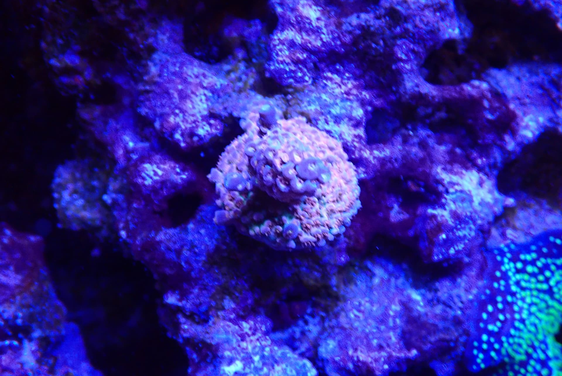 acrofrag37