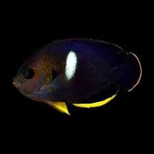 Keyhole Angelfish