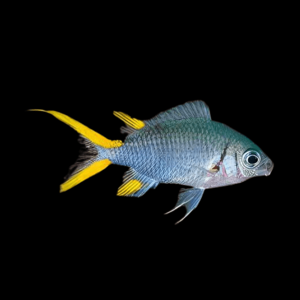 Yellowtail Chromis