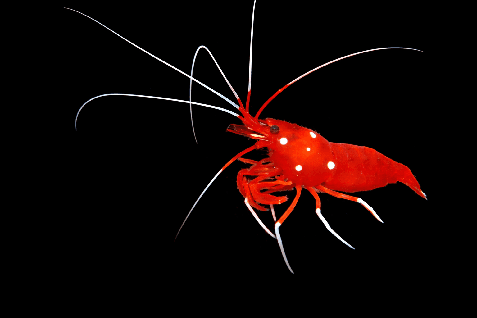 Blood Shrimp