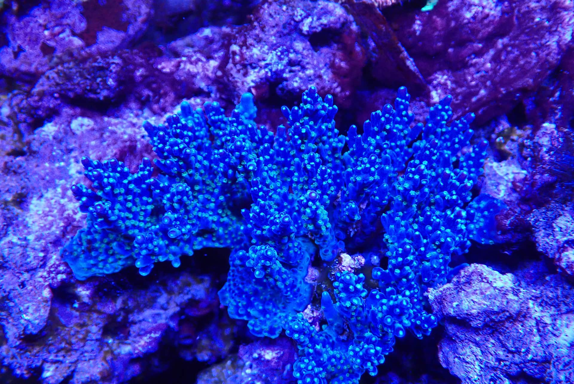 acrofrag21