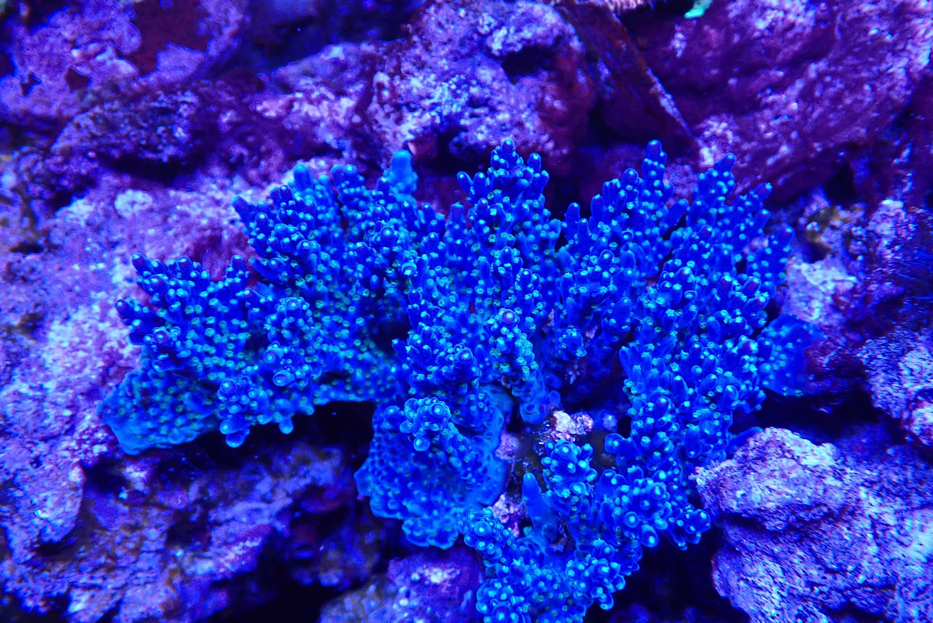 acrofrag21