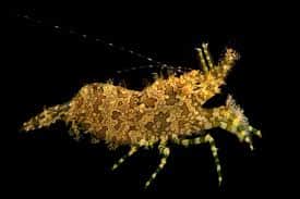 Saron Shrimp