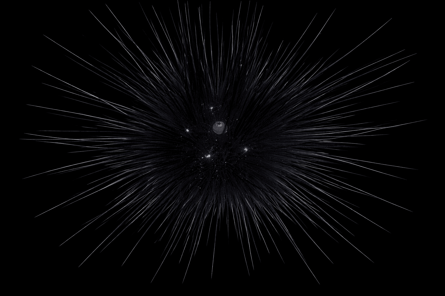 Long Spine Urchin