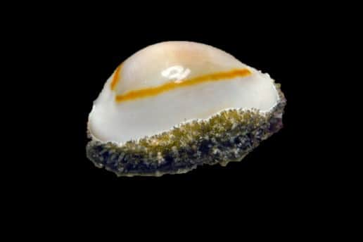 Money Cowrie