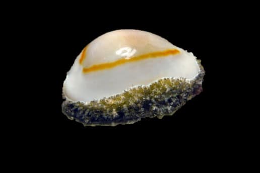 Money Cowrie