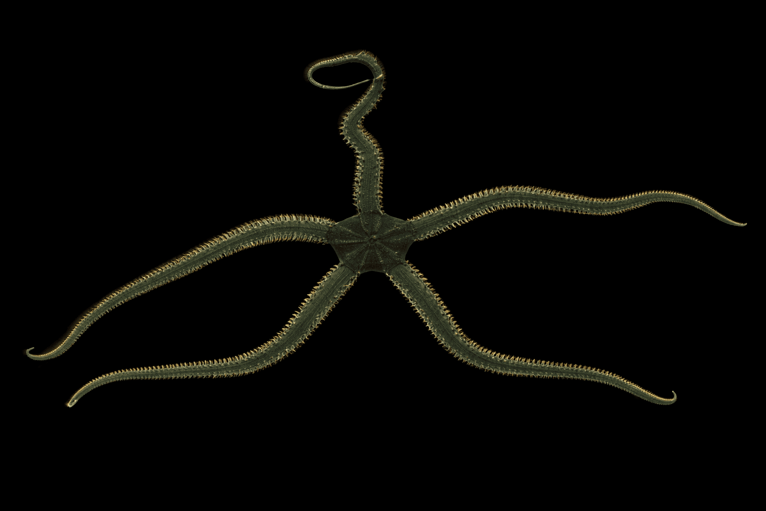 Green Serpent Star