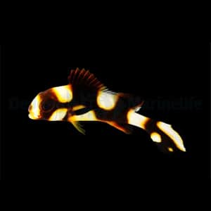Oriental Sweetlips
