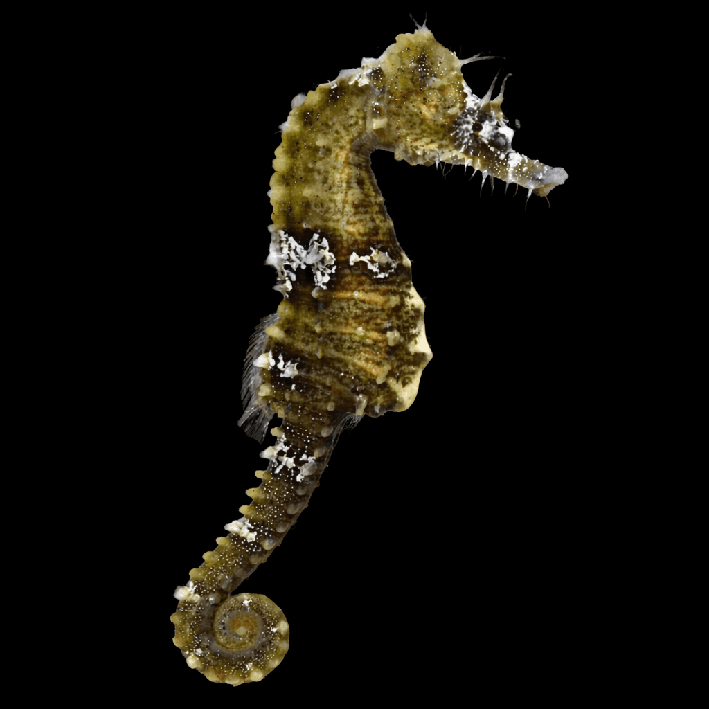 Seahorse (CB)