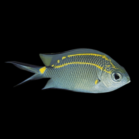 Orange Line Chromis