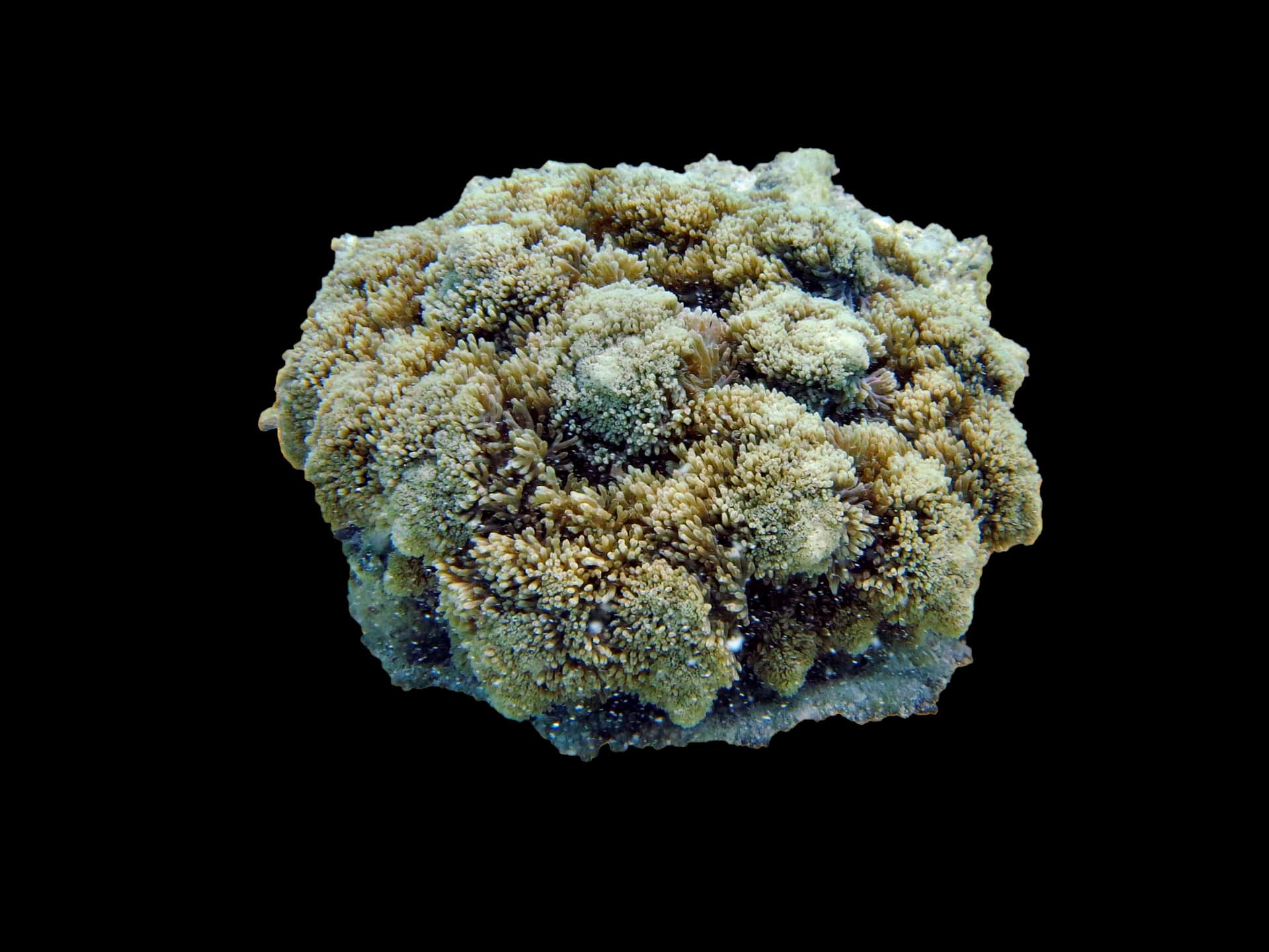 Hells Fire Anemone
