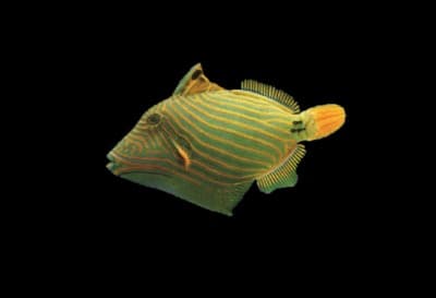 Undulated Triggerfish