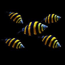 Bumblebee Snail