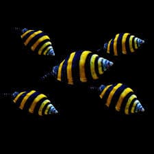Bumblebee Snail