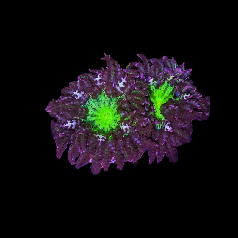 Borneman's Anemone