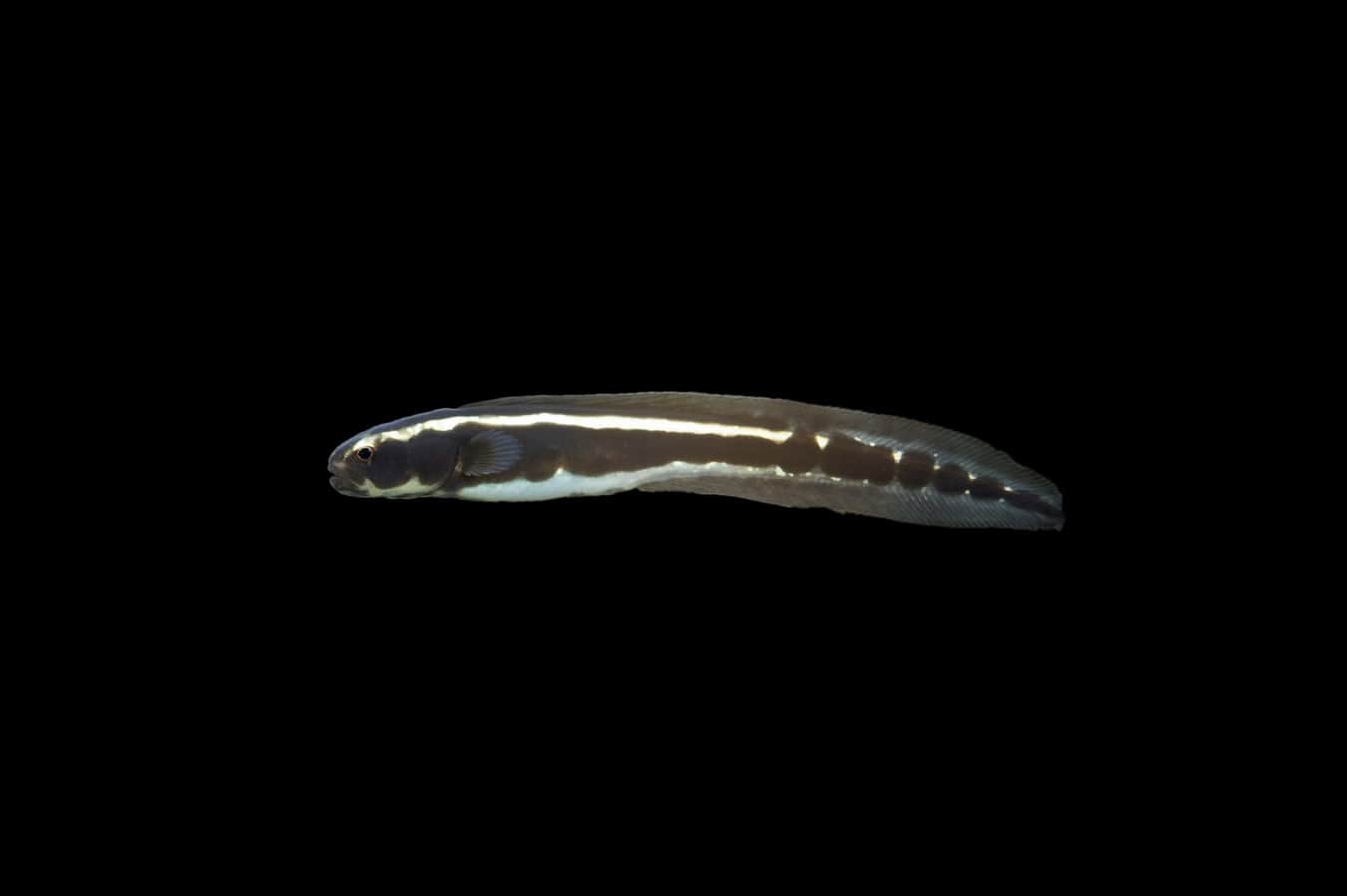 Engineer Goby