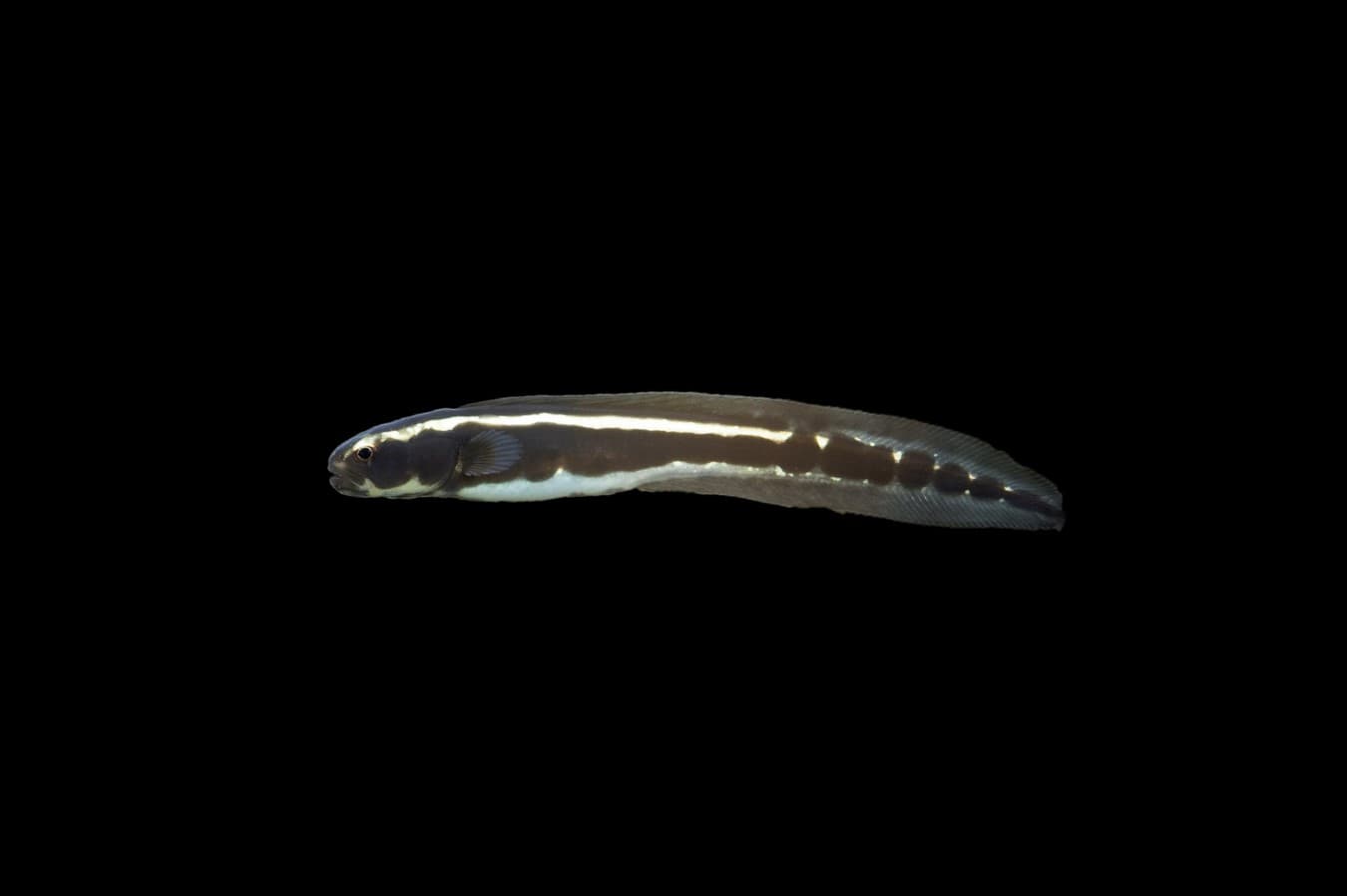 Engineer Goby