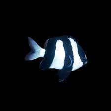 Three Stripe Damsel