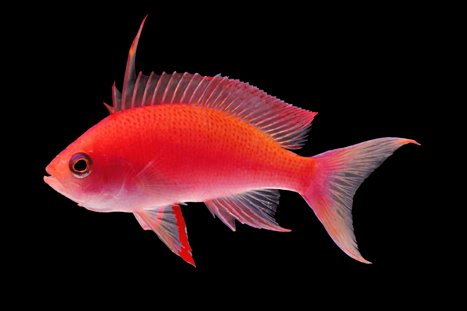 Randall's Anthias