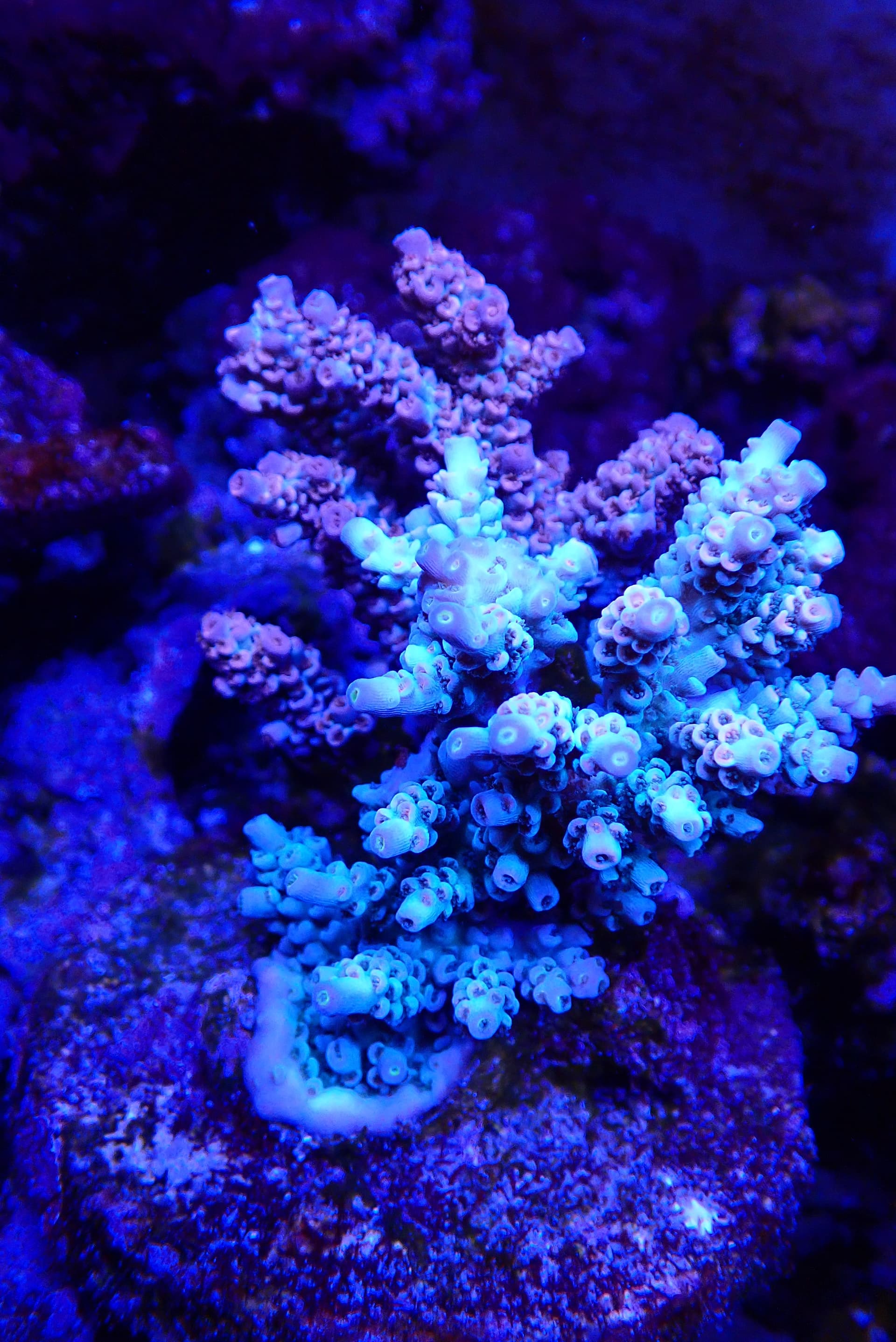 acrofrag28