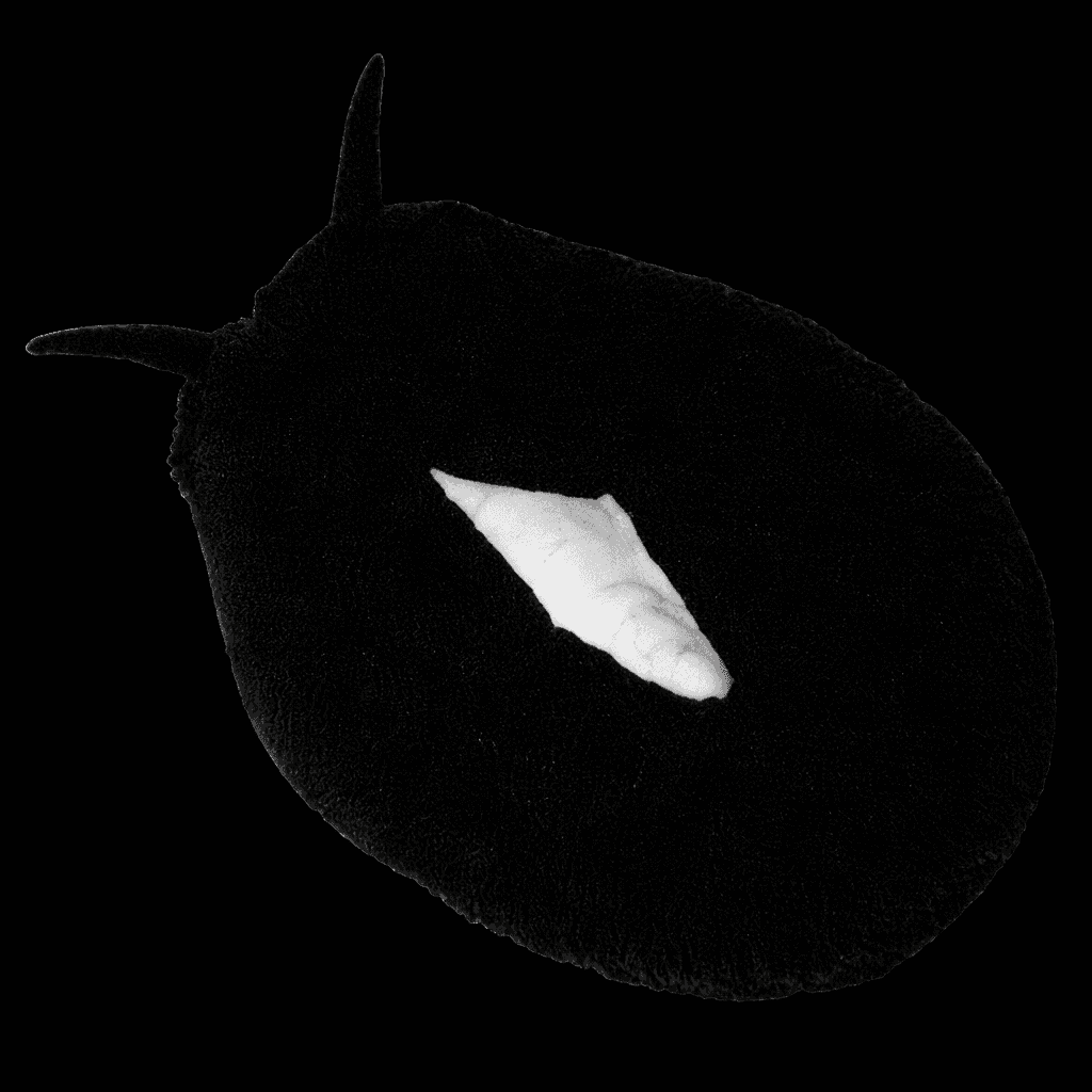 Black Limpet