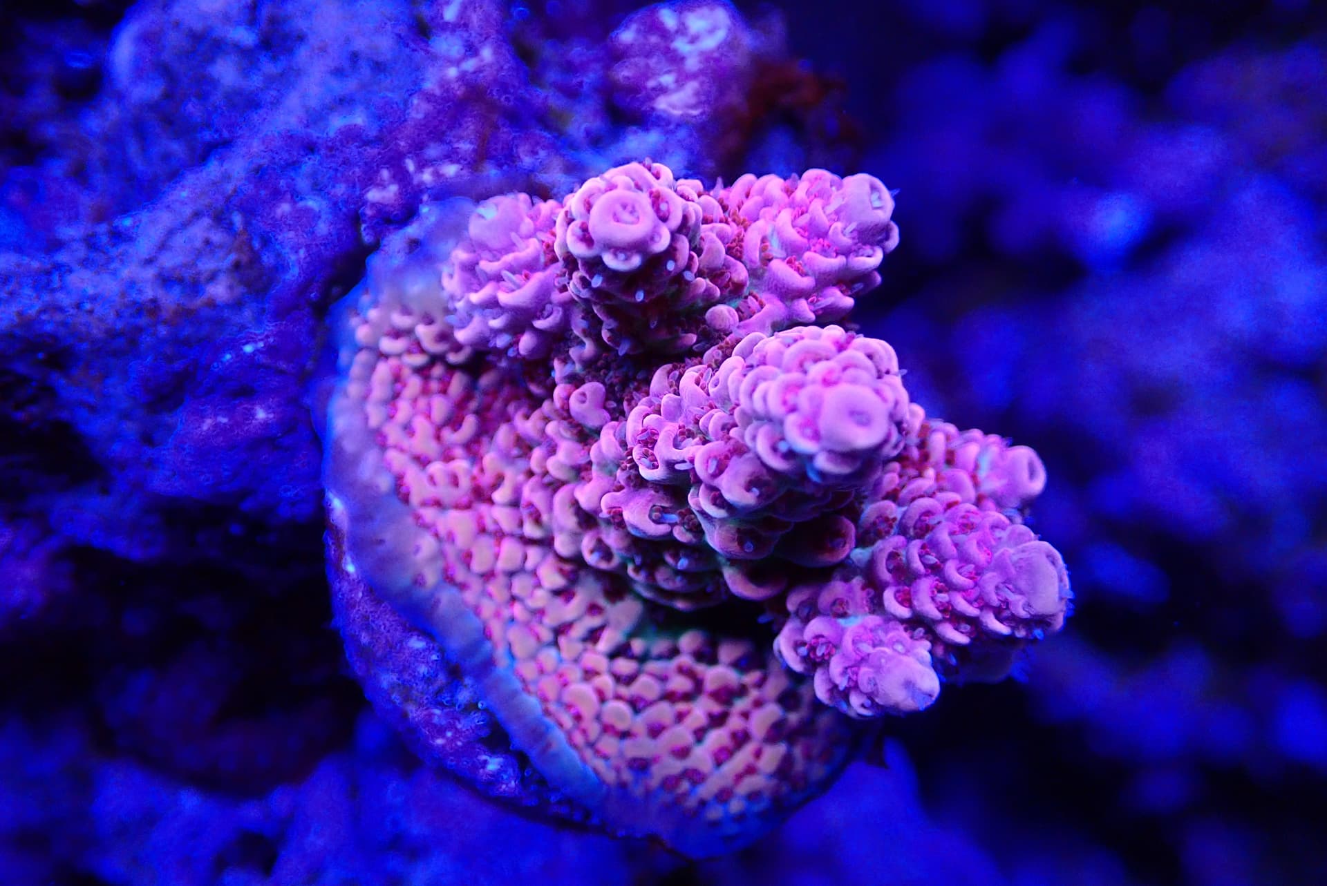 acrofrag42