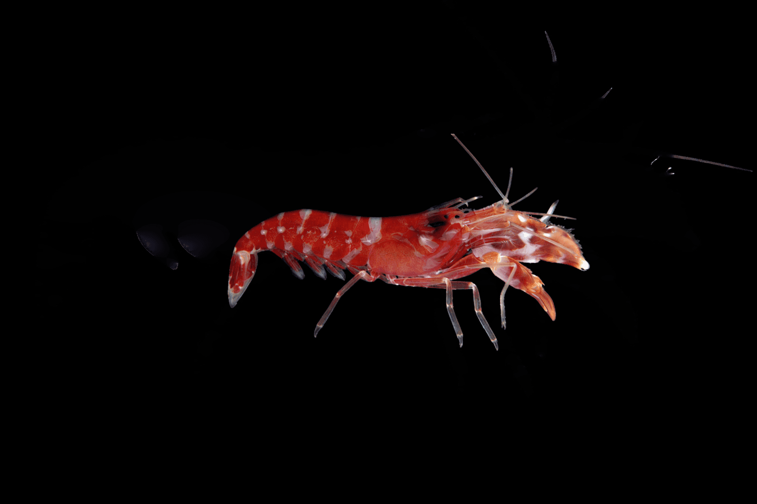 Tri-Color Pistol Shrimp