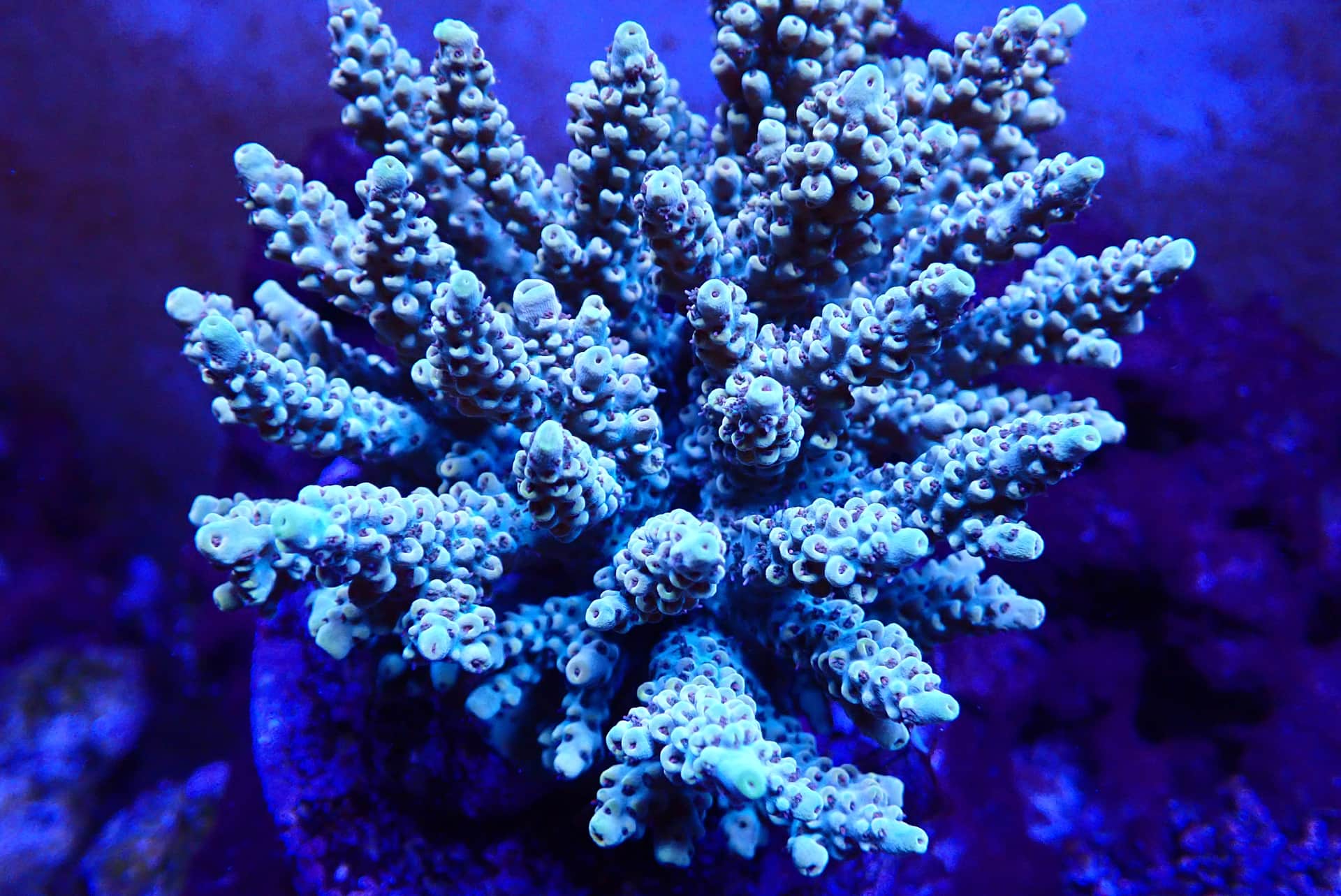 acrofrag33