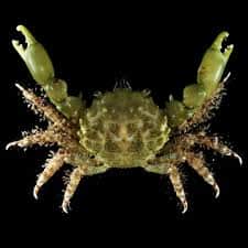 Green Emerald Crab