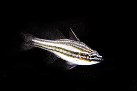 Margarita Cardinalfish