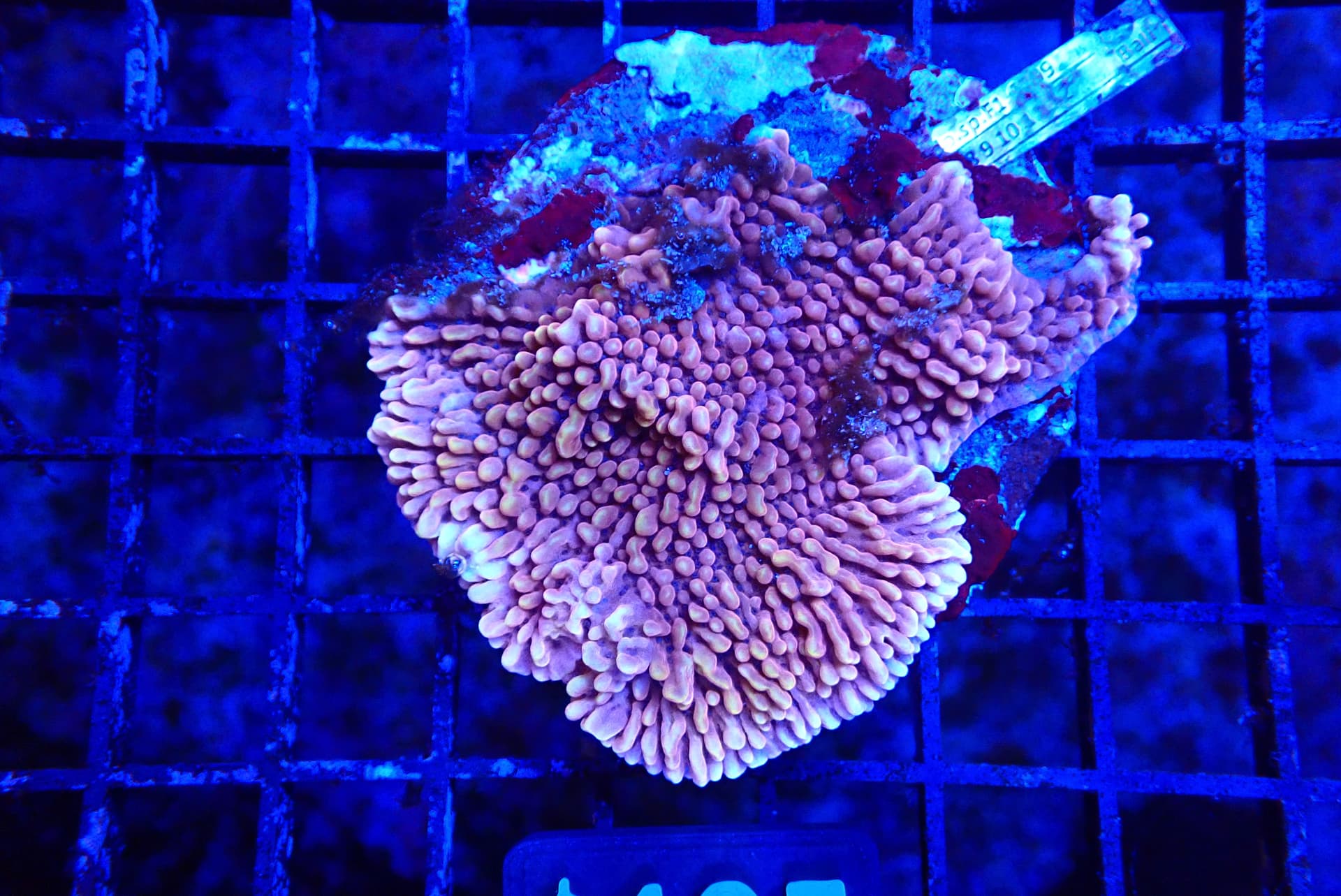 RED POLYP MONTIPORA