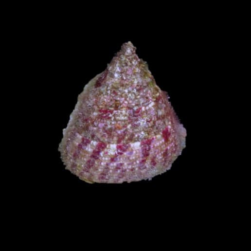 Trochus Snail
