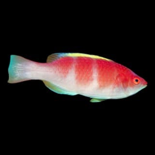 Yellow Fin Fairy Wrasse (M)