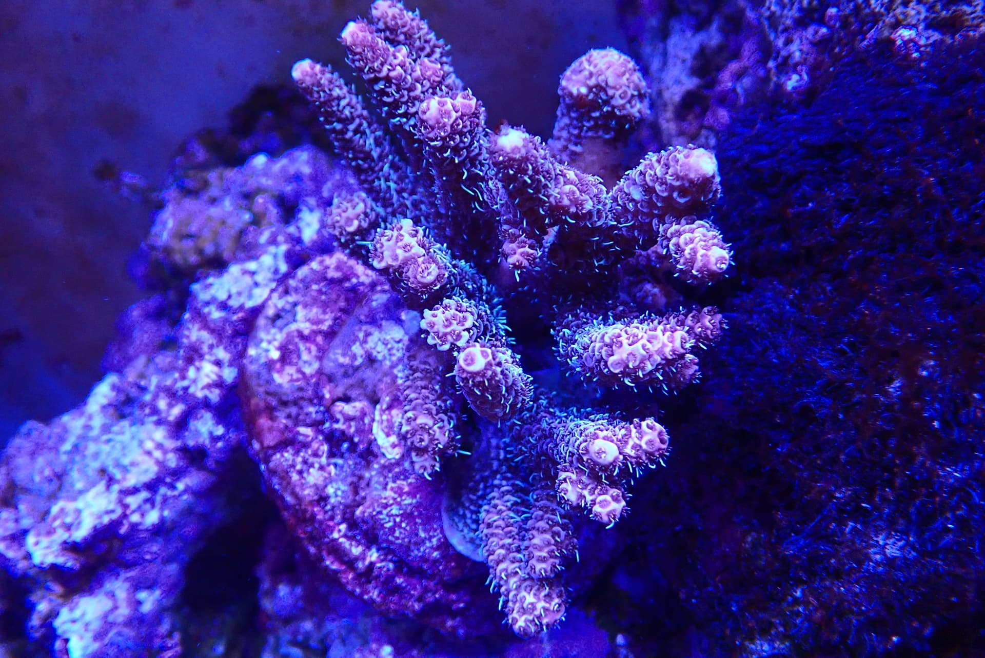 acrofrag9