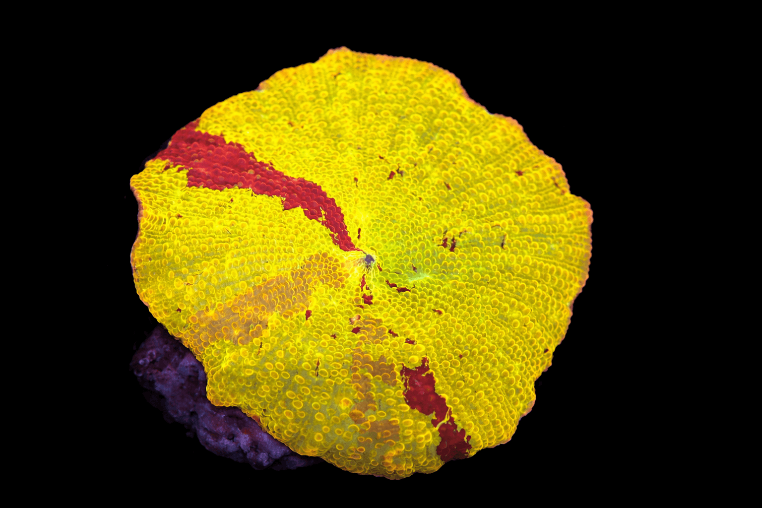 Jawbreaker Discosoma Mushroom