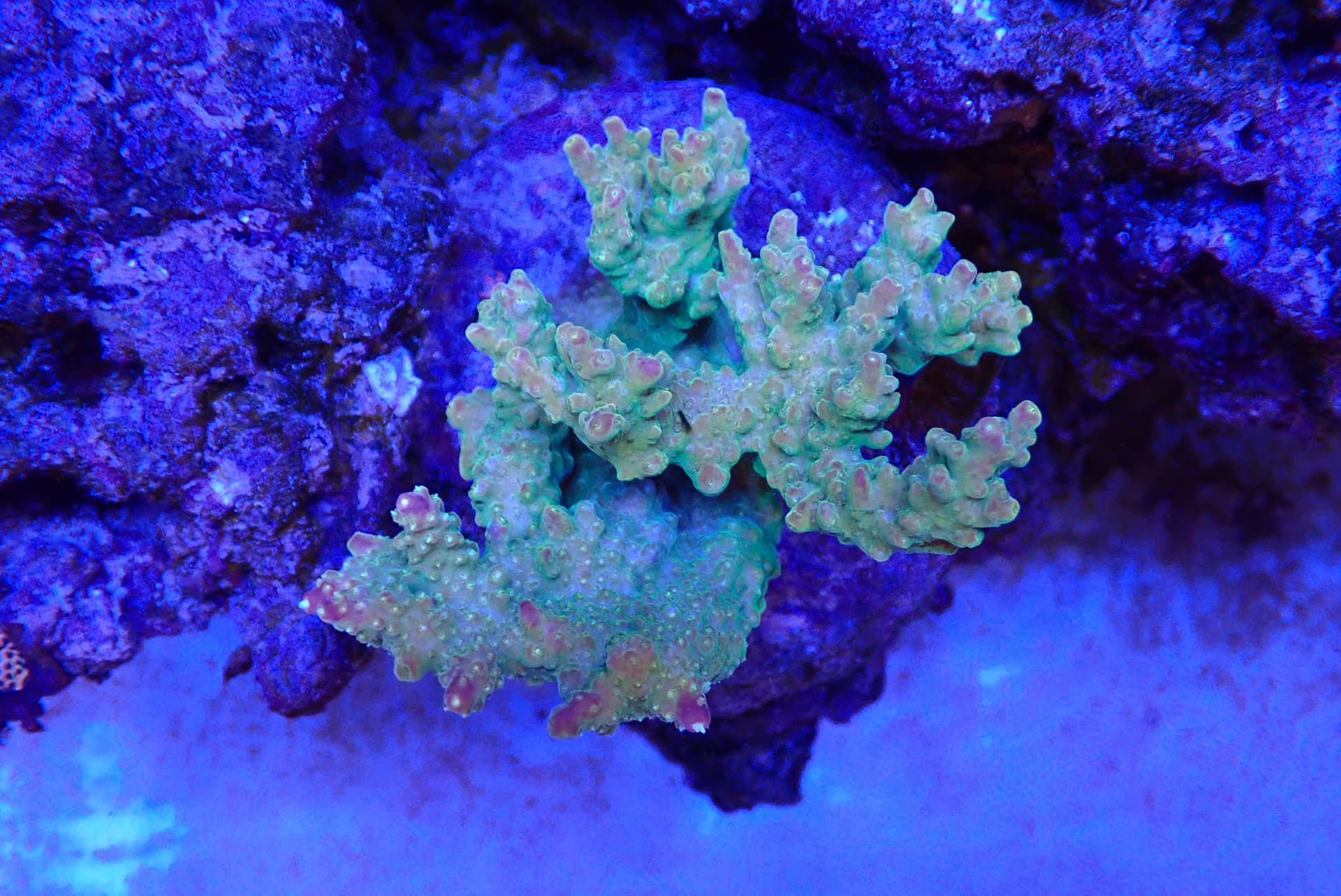 acrofrag26