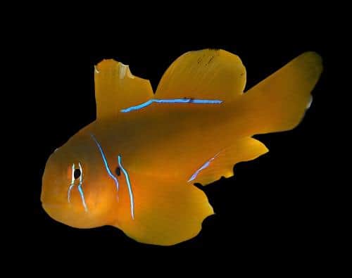 Brown Coral Goby