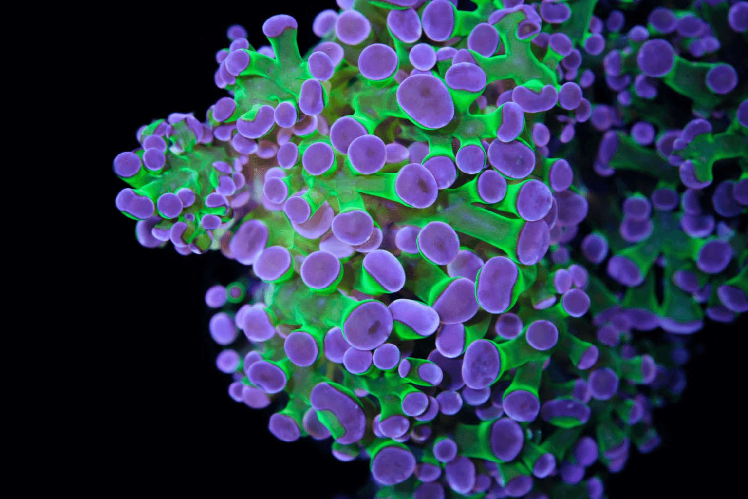 Purple Tip Frogspawn Coral