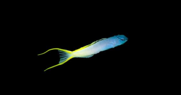 Forktail Blenny