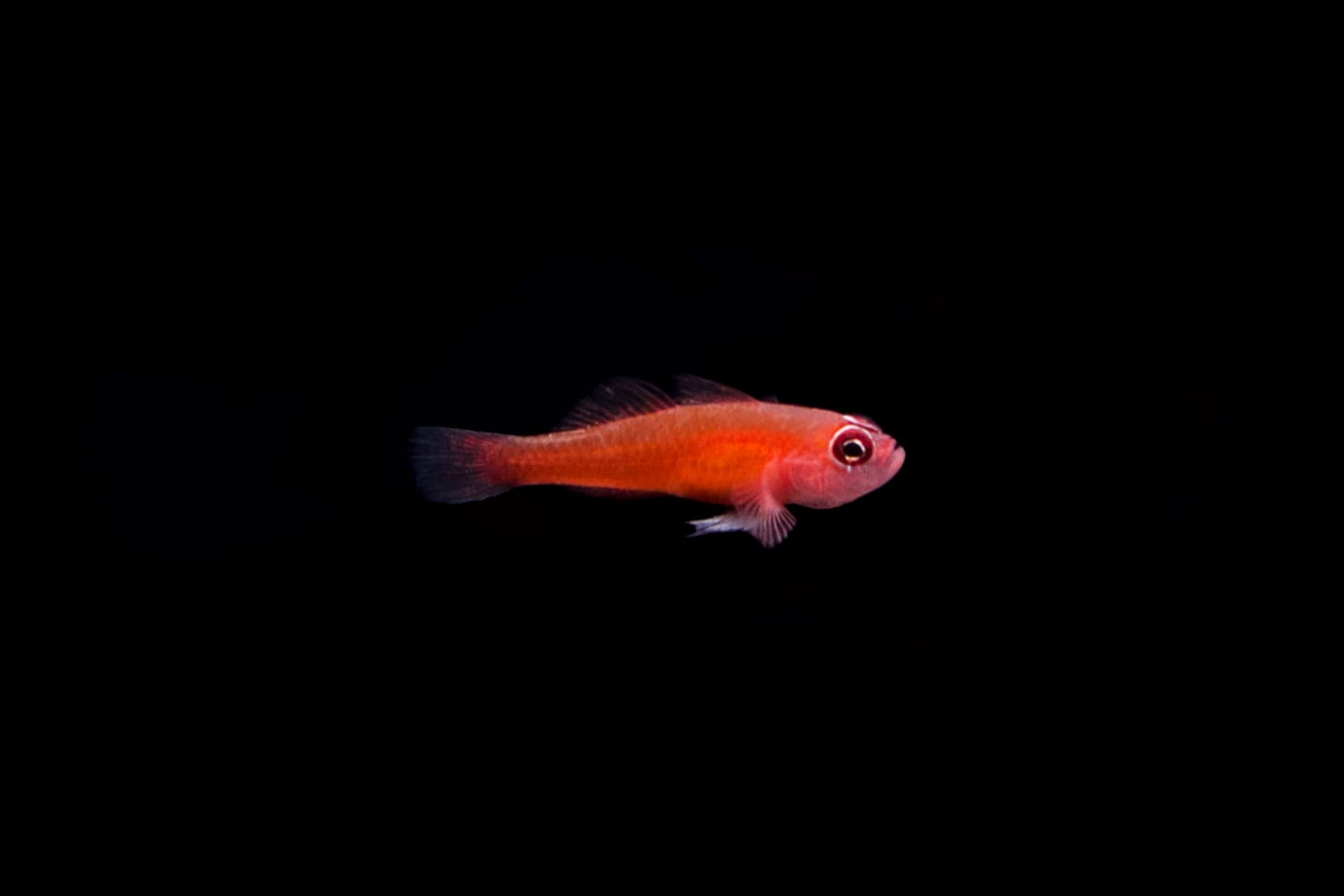 Ring Eye Pygmy Goby